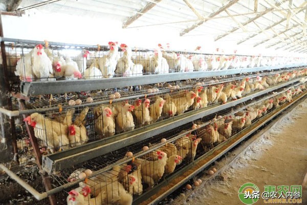 14日菜蛋肉价格