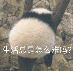 这里的毛毛千万别乱拔！小心会有生命危险