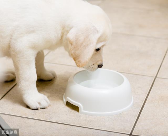 狗狗鼻子越来越粉怎么办,狗狗鼻子越来越黑是怎么回事