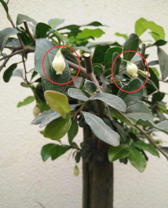 金弹子怎么养护才能开花结果,金弹子开花挂果注意事项