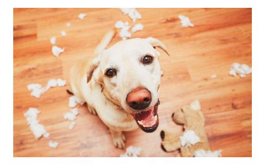 狗狗换牙期的护理,狗狗换牙期间怎么喂食
