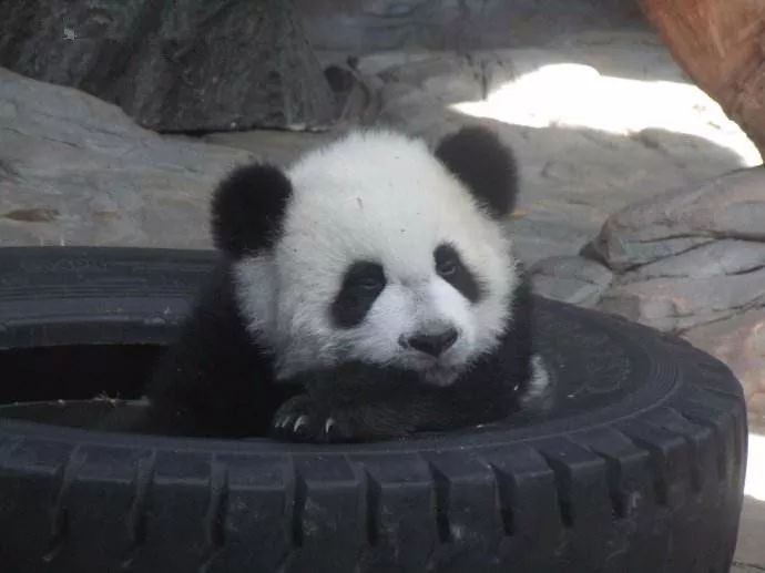 熊猫被绳子吊七个小时没人发现,熊猫被卡轮胎