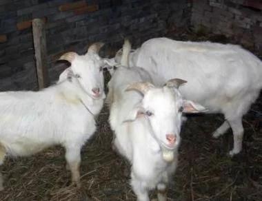 山羊散养的方法,东山羊养殖技术视频