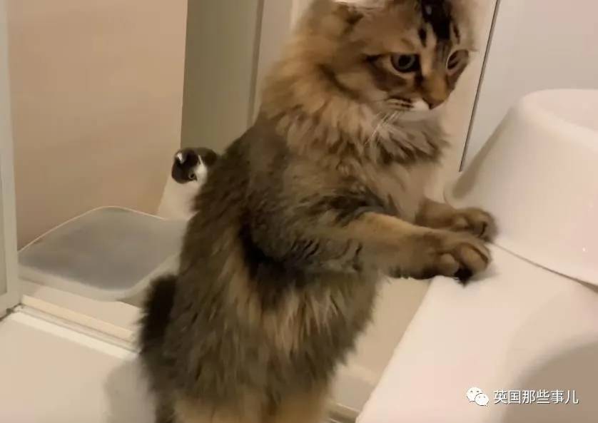 猫咪表情包喵星人,一组有故事的喵星人表情包