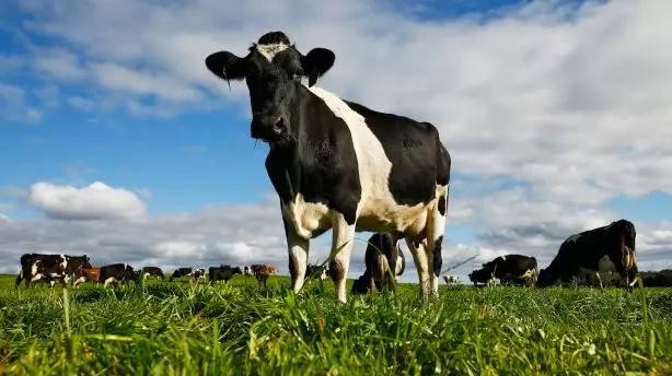 才刚刚以15亿澳币收购贝拉米，这就又豪掷6亿澳币收购狮子，这头牛简直太牛了