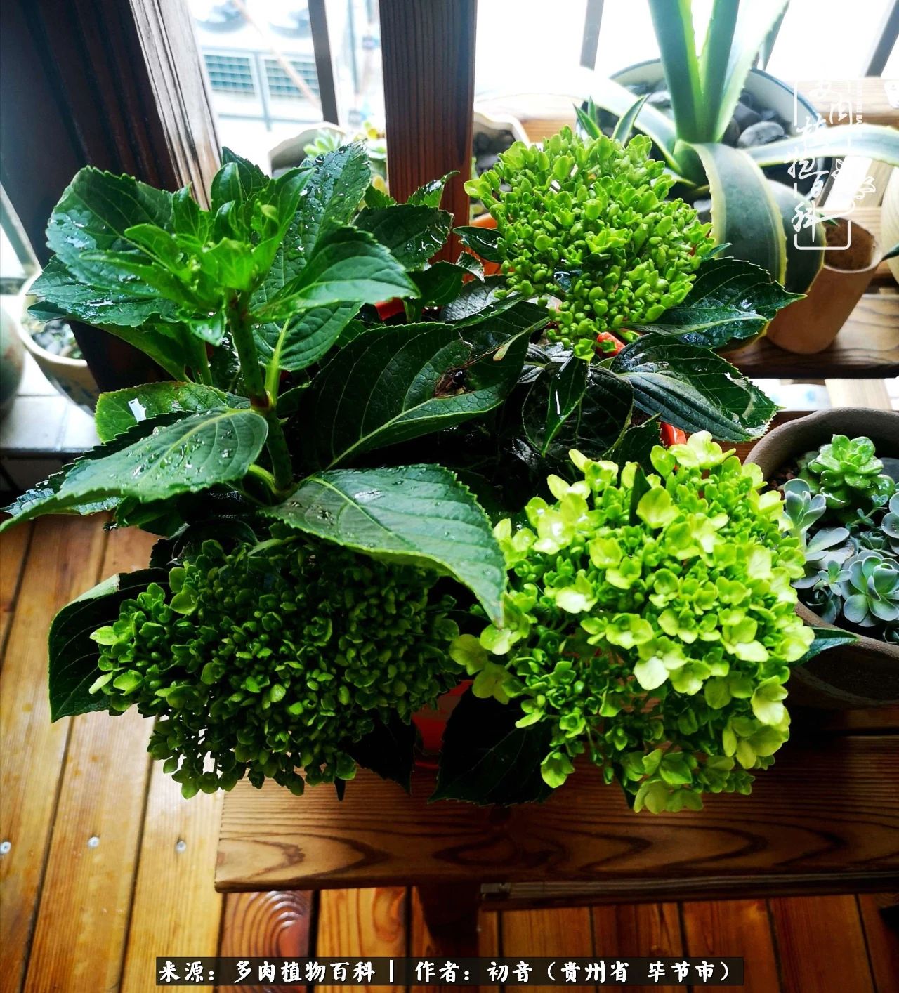 和多肉共度美好时光,与多肉一起成长