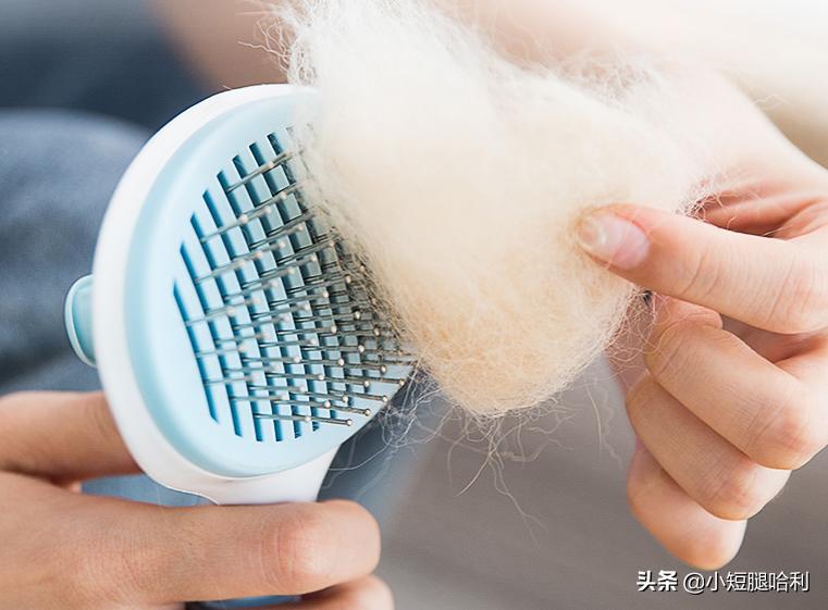 狗舍怎么养柯基,第一次养狗适合养柯基吗