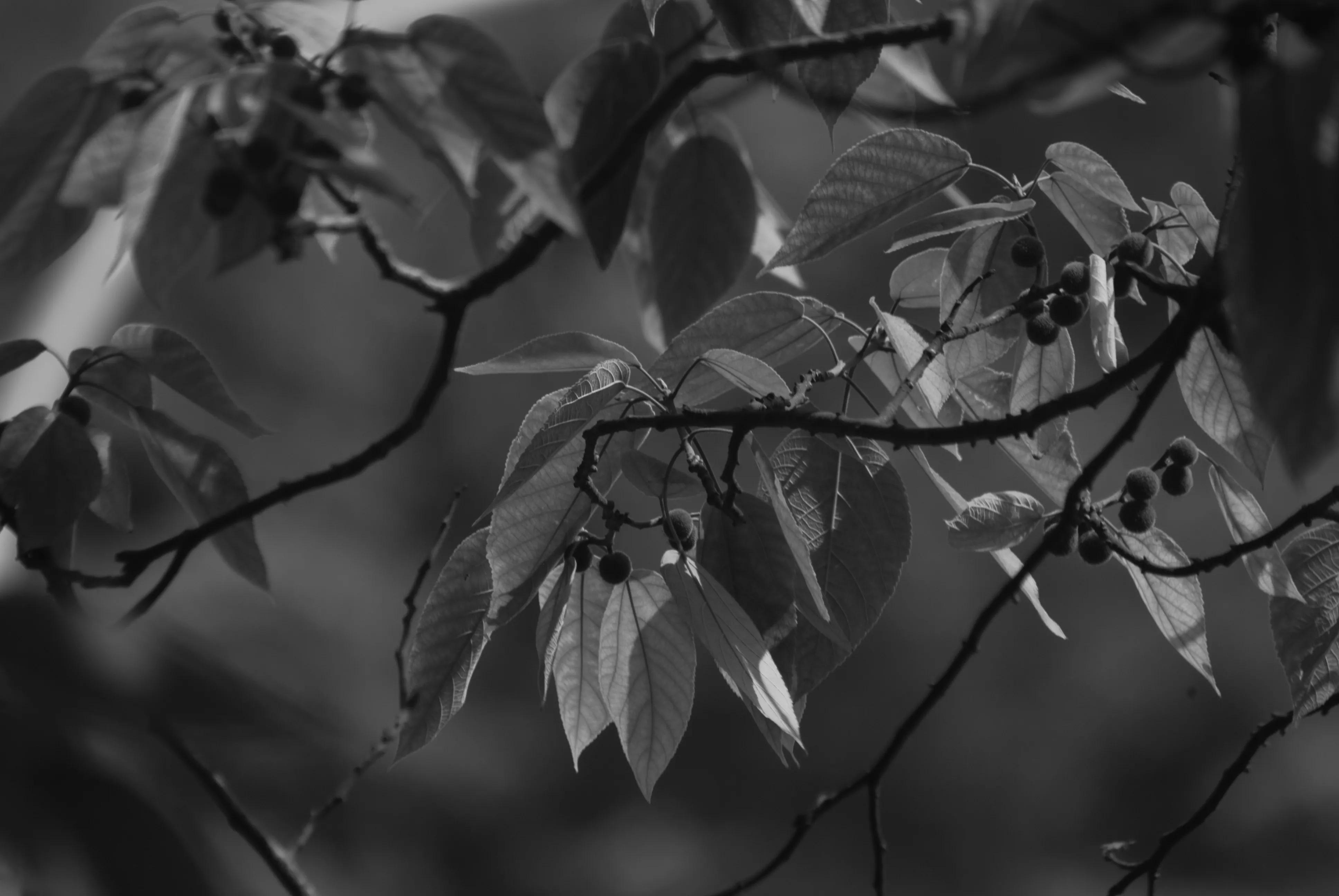 1000多的二手单反值得买吗,1000元左右二手单反全画幅