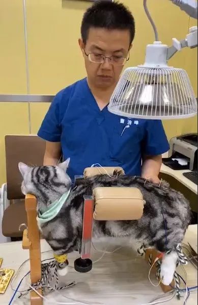 矮脚猫应激后腿无力怎么办,矮脚猫后腿多久能站起来