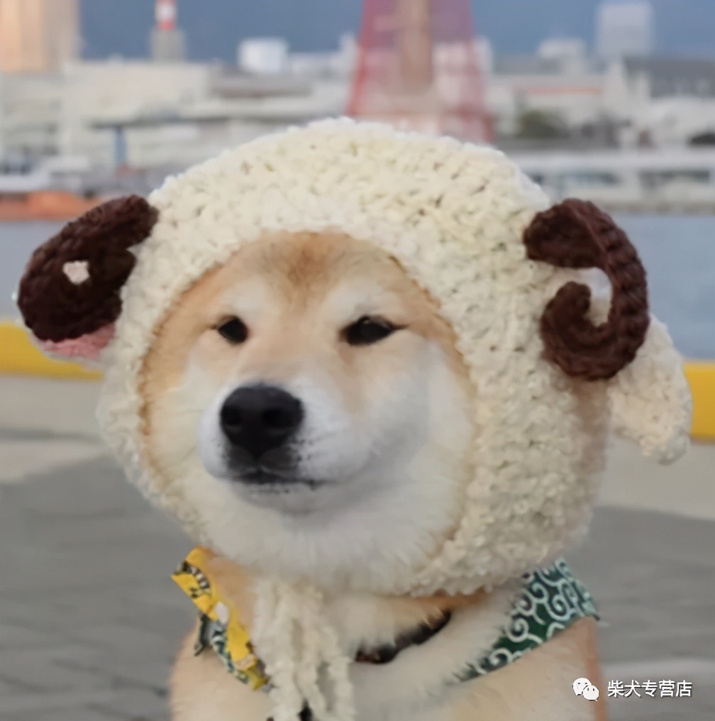 柴犬打架厉害吗,柴犬鉴定骗局