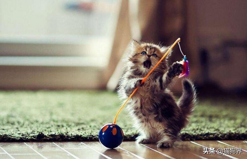 猫咪生病期间怎么护理比较好呢,猫咪生病治疗小技巧