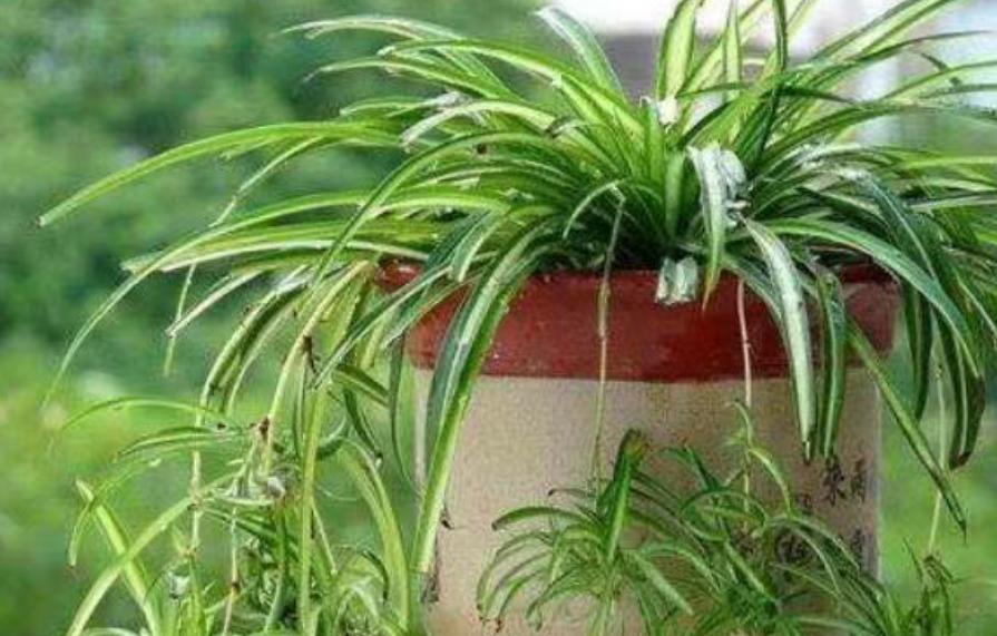 家养吊兰小妙招,怎么控制家养的吊兰疯长