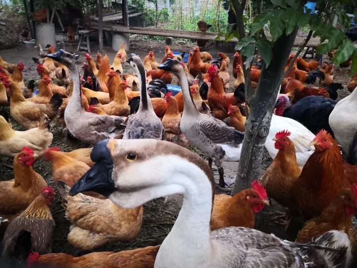 疆新,新疆番茄红素来了解一下