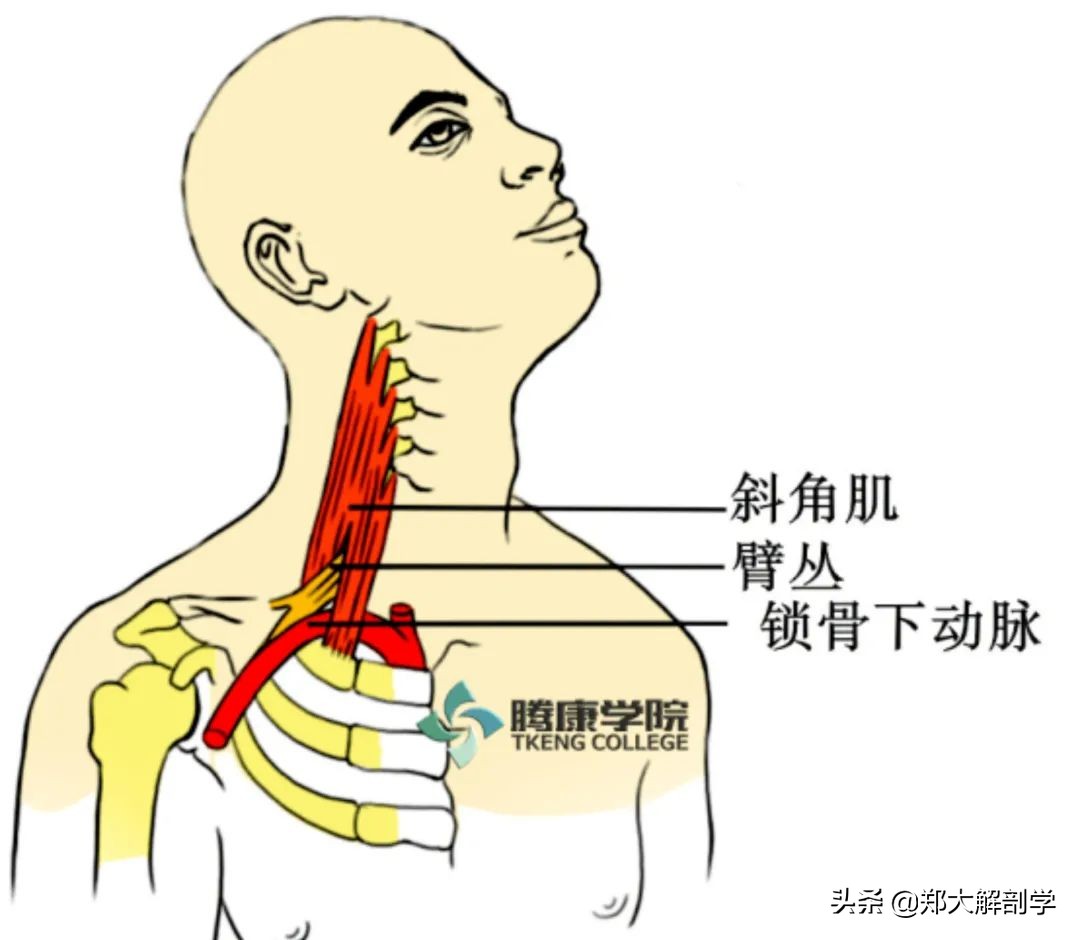 手腕正中神经卡压怎样治疗,腕管正中神经卡压怎么按摩