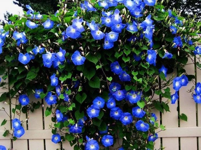 养花匠生活小妙招,养花匠绿植