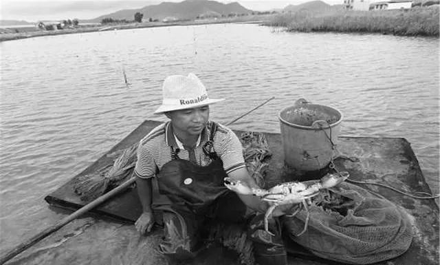 螃蟹的养殖方法和注意事项有哪些,螃蟹好养活排行榜