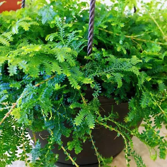 吸毒草有毒吗,吸毒草真的吸毒吗