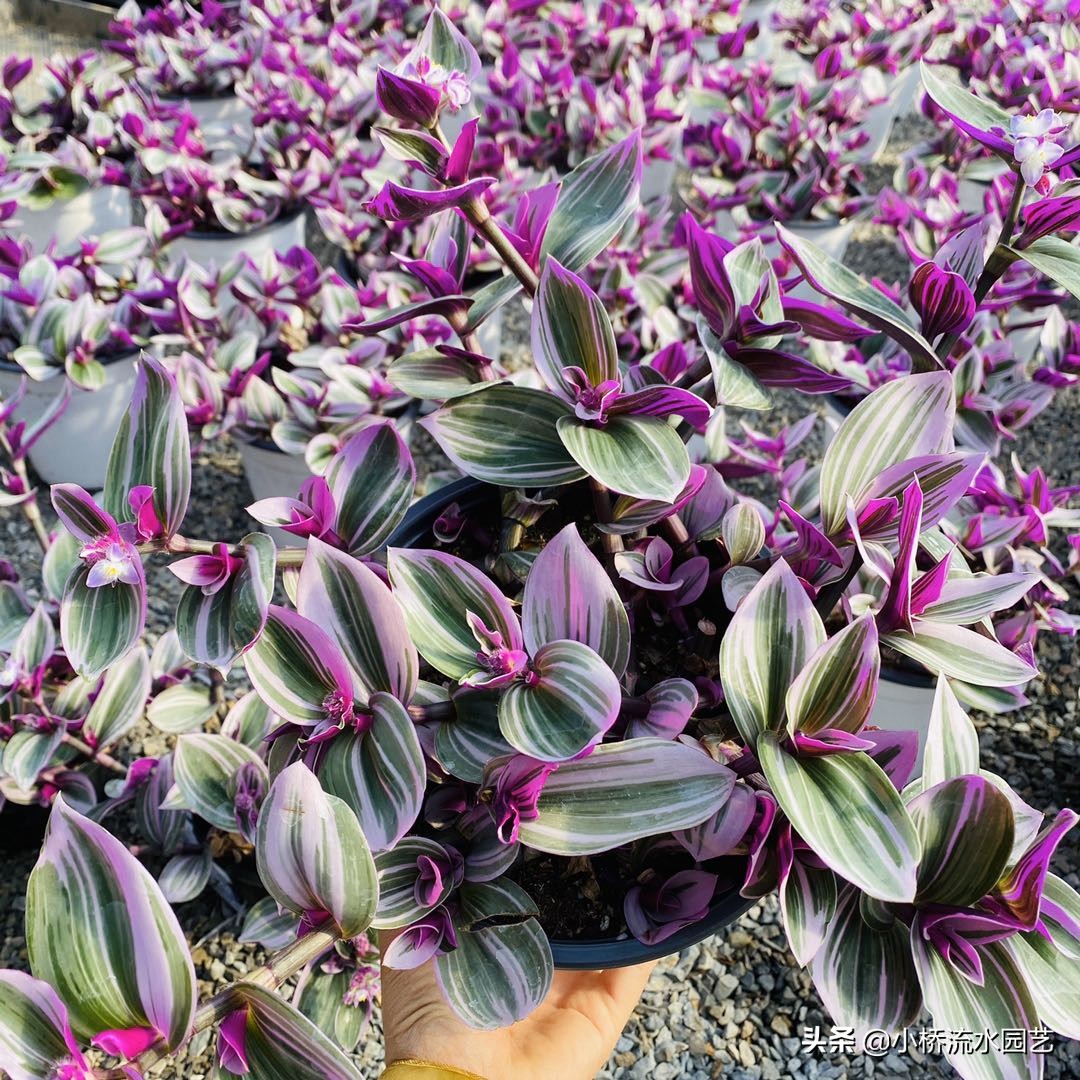 好养的吊兰品种及图片,什么品种的吊兰最好养不需要阳光