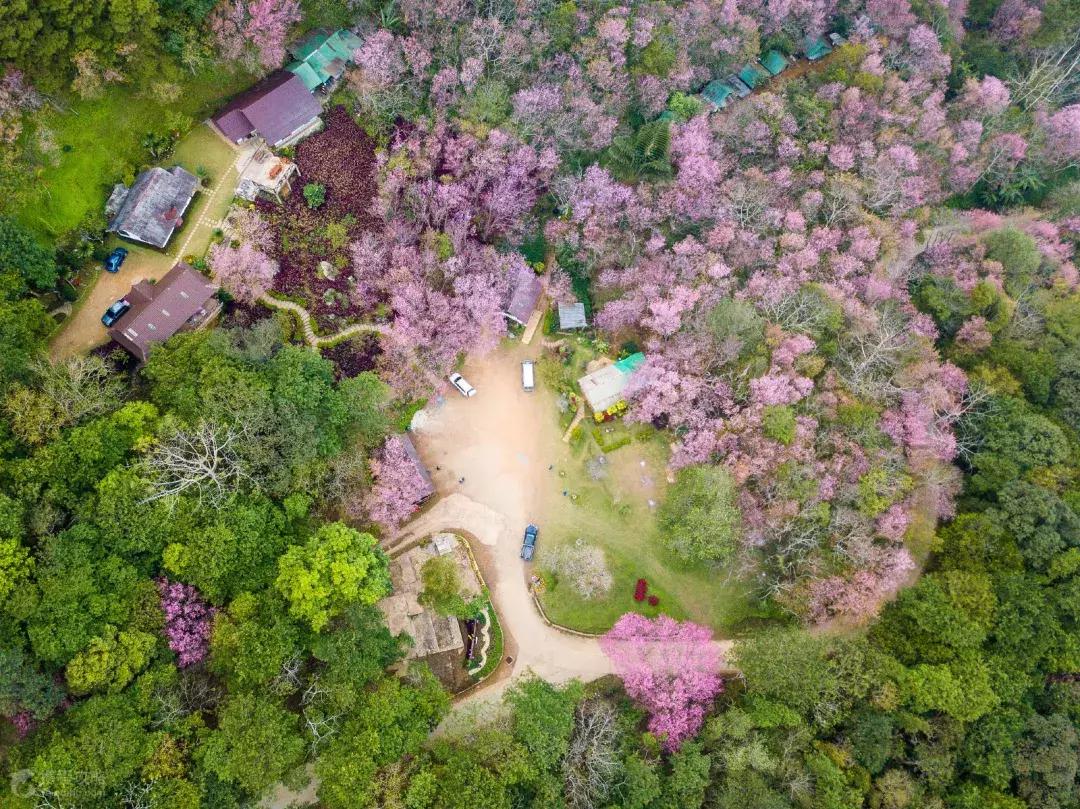 何必远赴日本！这个超级浪漫的赏樱地已花开成海，错过后悔一年