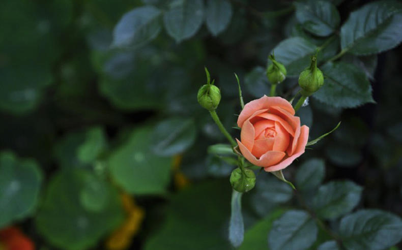 代森锰锌能治疗月季霜霉病吗,月季霜霉病特效药