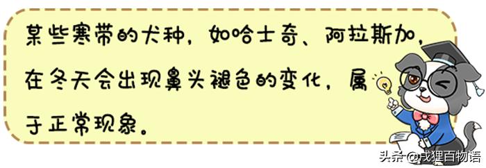 狗狗生病应该吃什么药最好,狗狗生病了不打算治了
