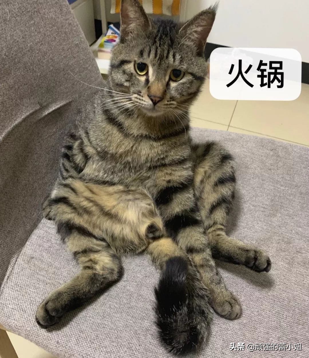 女生喜欢猫该怎么聊天,猫交往的正确姿势