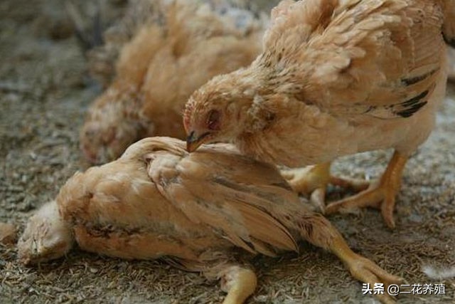 鸡打蔫是怎么回事,鸡打蔫不吃食怎么治