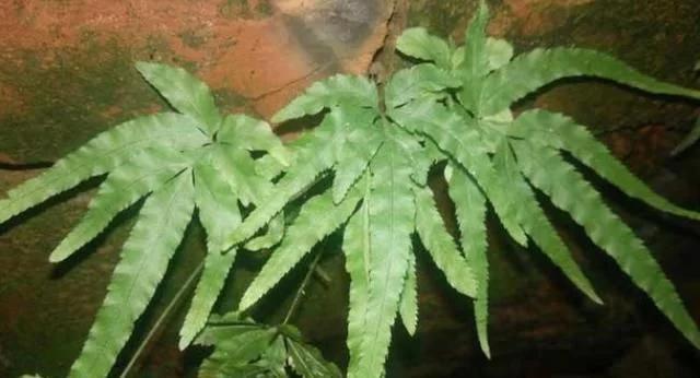 井栏边草别称凤尾蕨,凤尾蕨是多年生植物吗