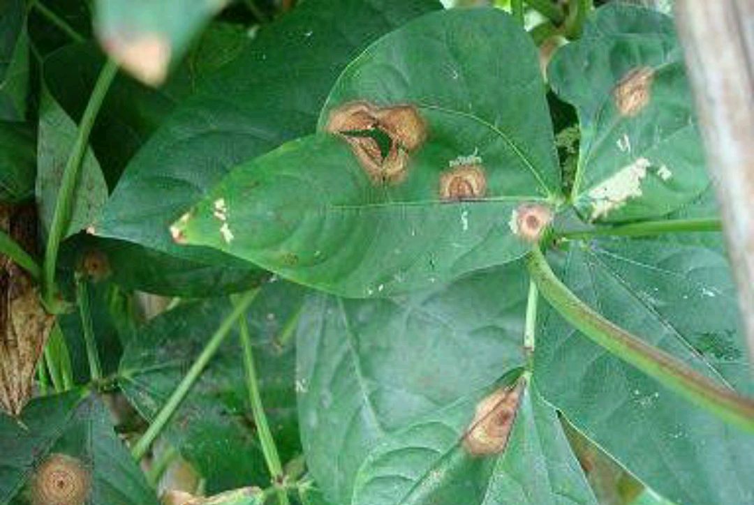 豇豆煤霉病有哪些症状,啶酰菌胺能治豇豆的煤霉病吗