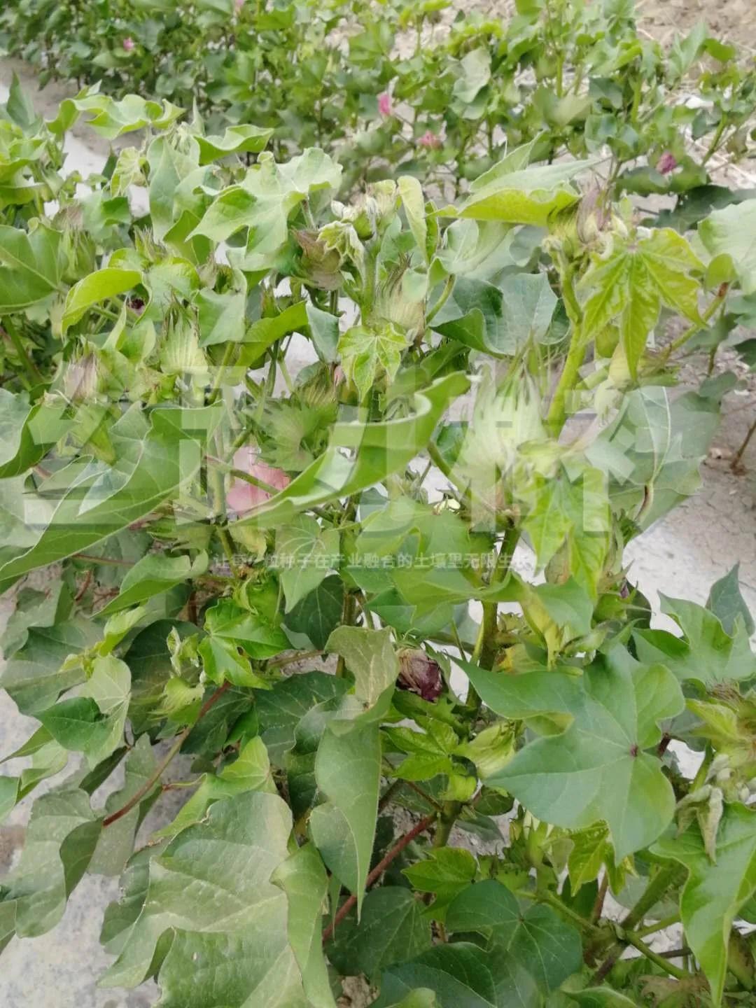 棉花叶片黄化怎么恢复,棉花叶片发黄