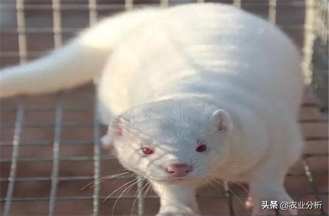 养貂的技巧和方法,养貂教程