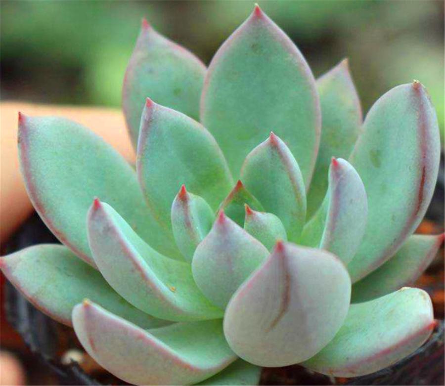 多肉四大美人图片,多肉四大美人长什么样子