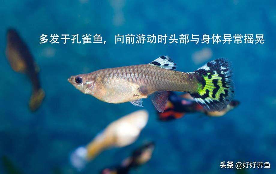 如何治疗鱼病不入坑,怎么治疗鱼病