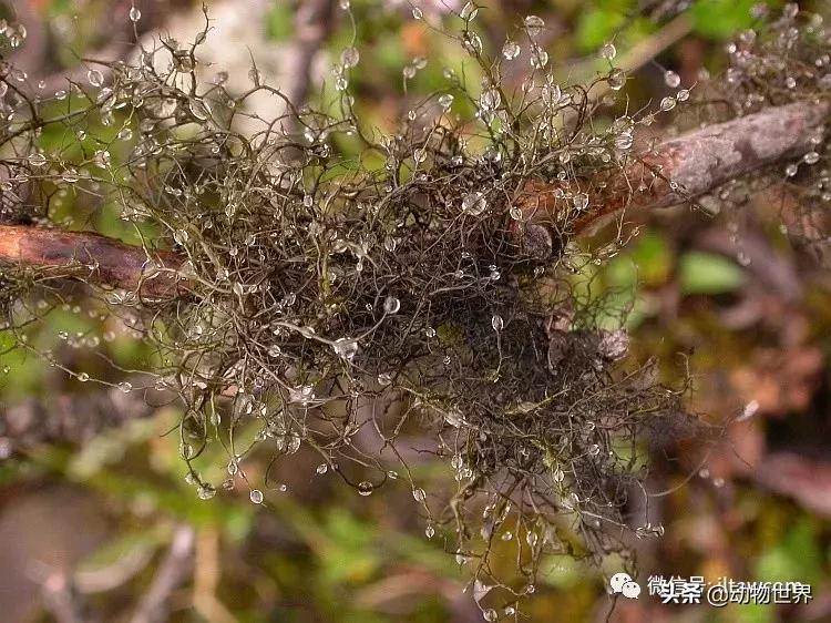 云南滇金丝猴主要栖息地为,中国濒临的动物金丝猴