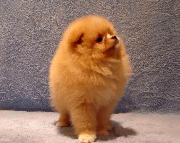 在养宠物之前要做什么,在养狗之前慎重考虑