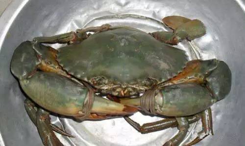 海鲜大全,最全海鲜冷知识