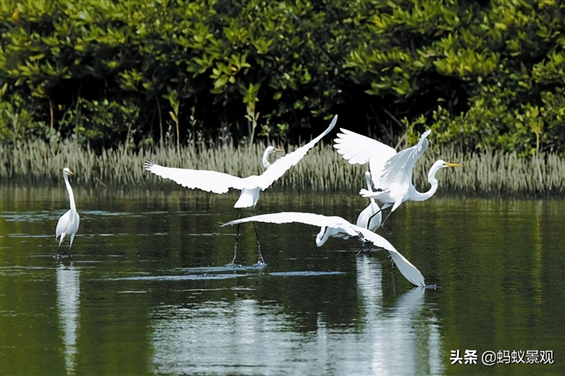 留园建筑分布图,留园建筑艺术分析