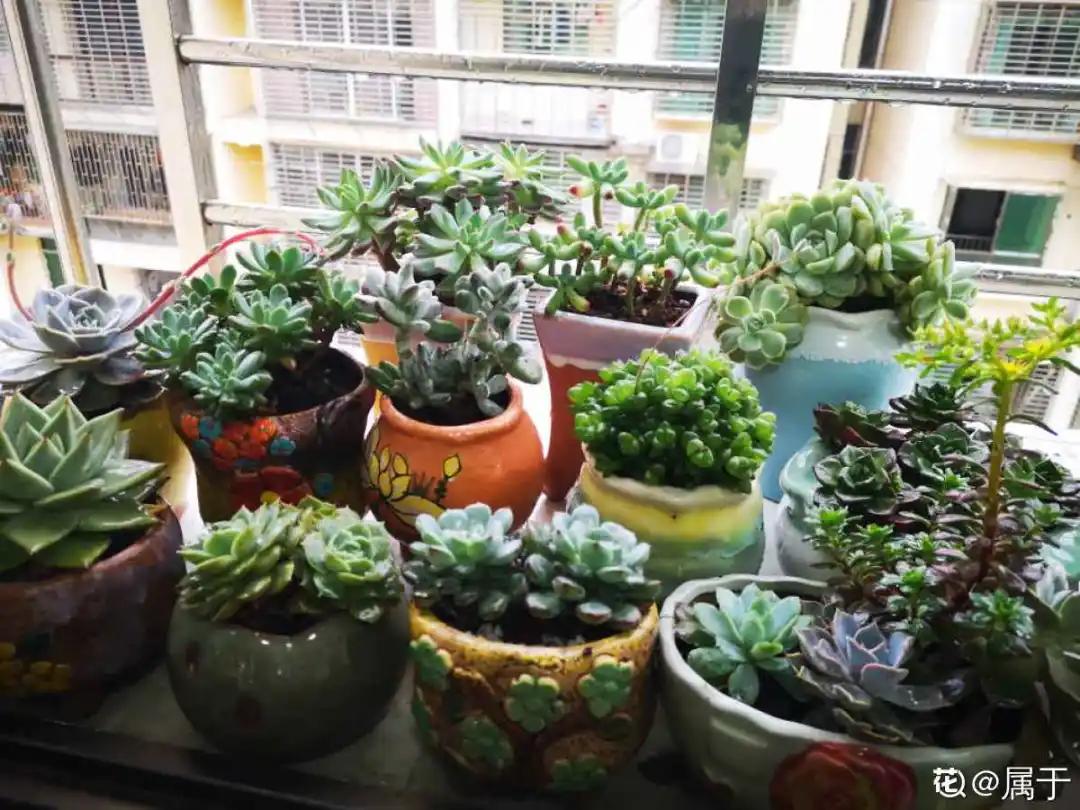 夏天养几盆水培花，清凉又干净，只用水就爆满根，叶子绿得直冒油