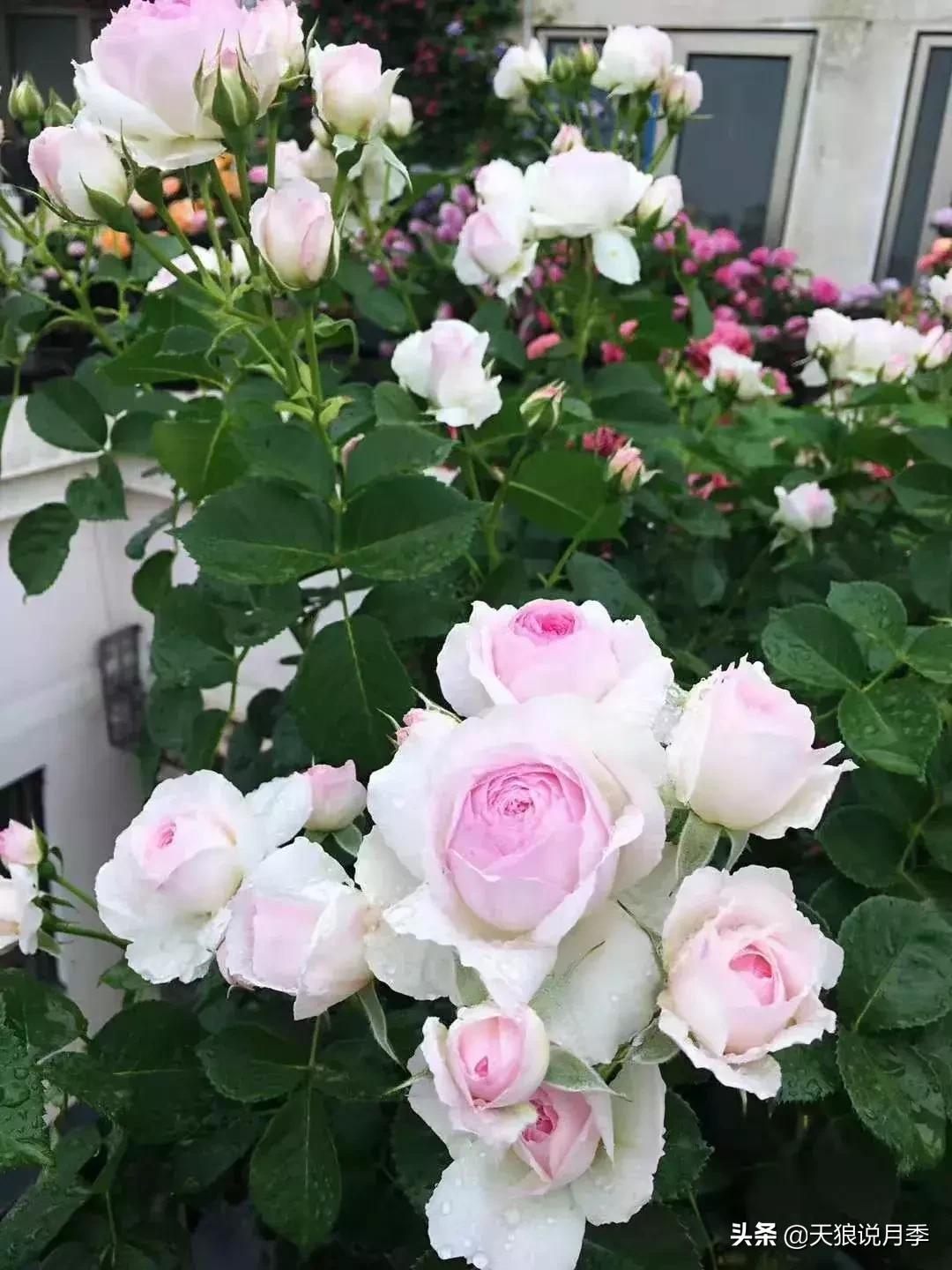 露台打造花海,她用10年改造庭院