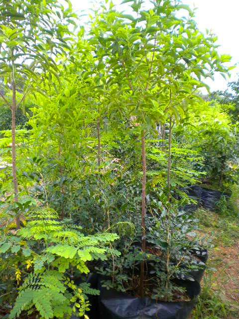 世界上最不怕火的树木,盘点世界上最厉害的树木