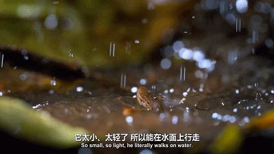 豆瓣9.6！娃刷到停不下来，还能看出人生大道理