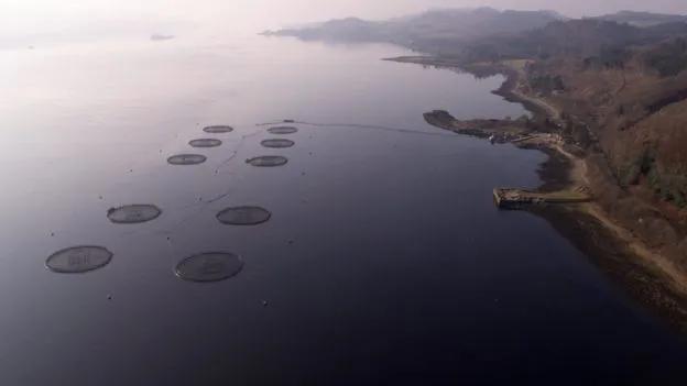 外媒曝光了挪威三文鱼养殖真相吗,最毒的深海三文鱼