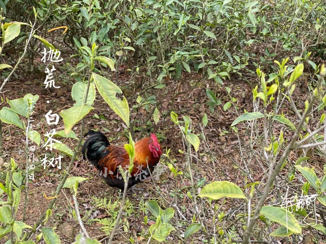 春茶即将结束夏茶将开始,春茶采茶季即将结束