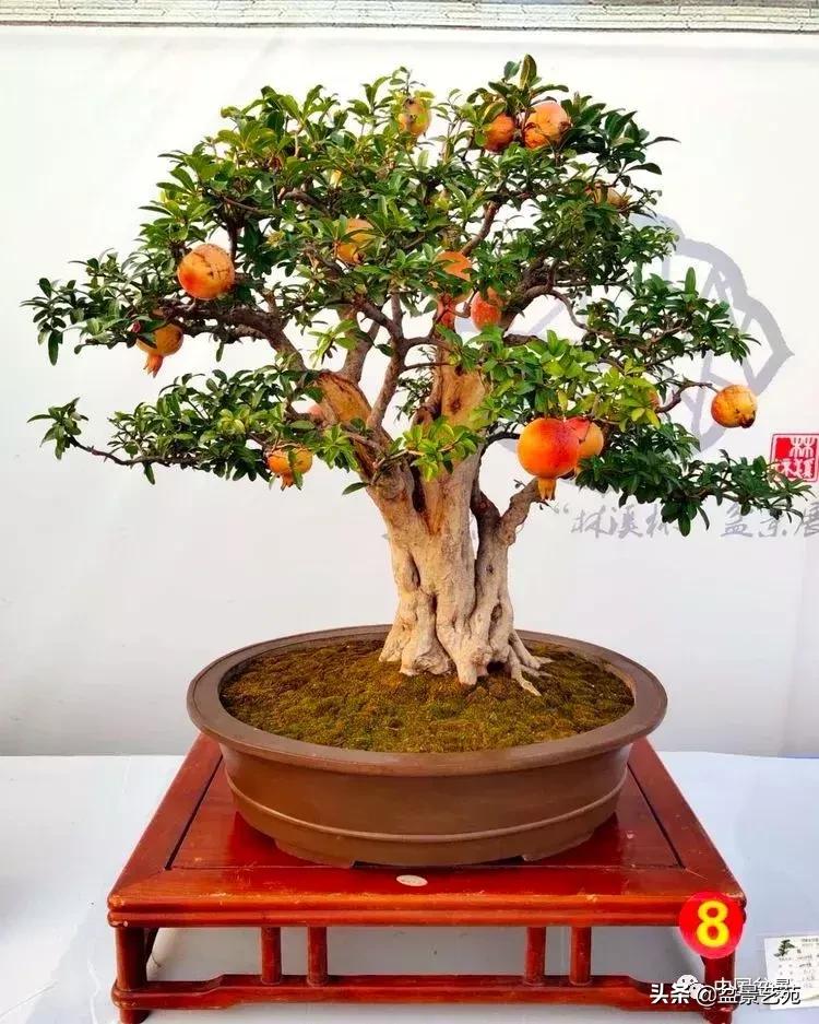 天生好养的36种盆景植物,什么植物盆景适合屋内养