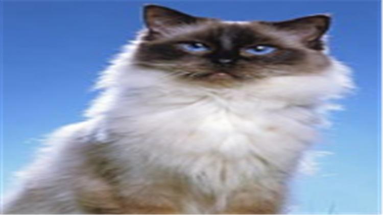 别被骗了！布偶猫多少钱？先看看“色块”