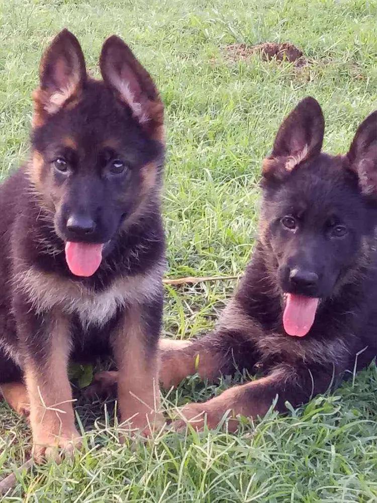 温柔的中亚牧羊犬,温柔的黑犬