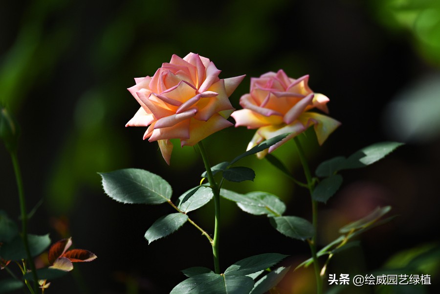 各种植物养护小窍门视频,植物的养护方法和注意事项有哪些