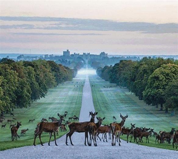 顶级奢华100亩中式庄园,顶级富豪的私人豪宅庄园