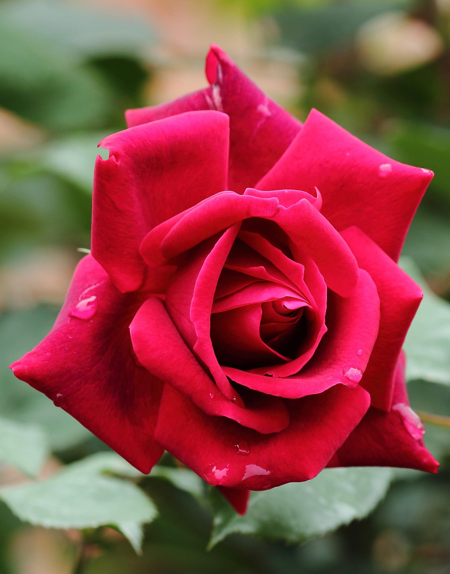 花语大全100种花的花语,100种象征着爱情的花的花语