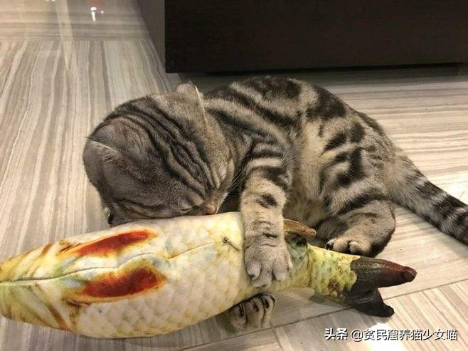 猫咪最喜欢的玩具排行榜,猫咪玩具红黑榜